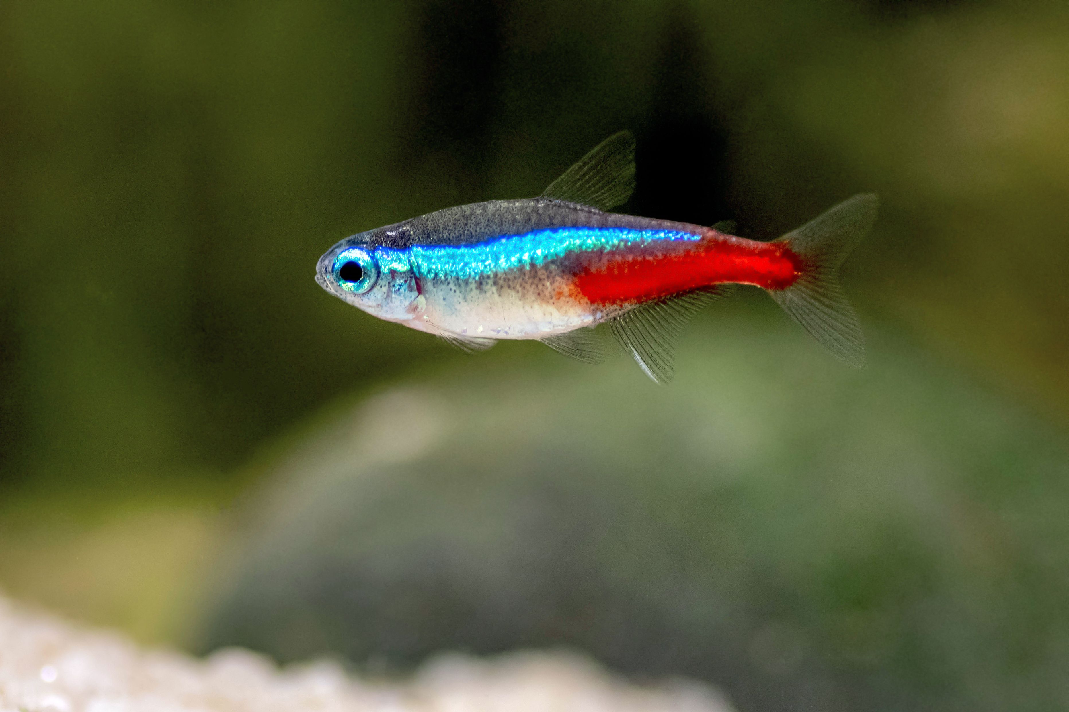 Neon Petsmart Fish